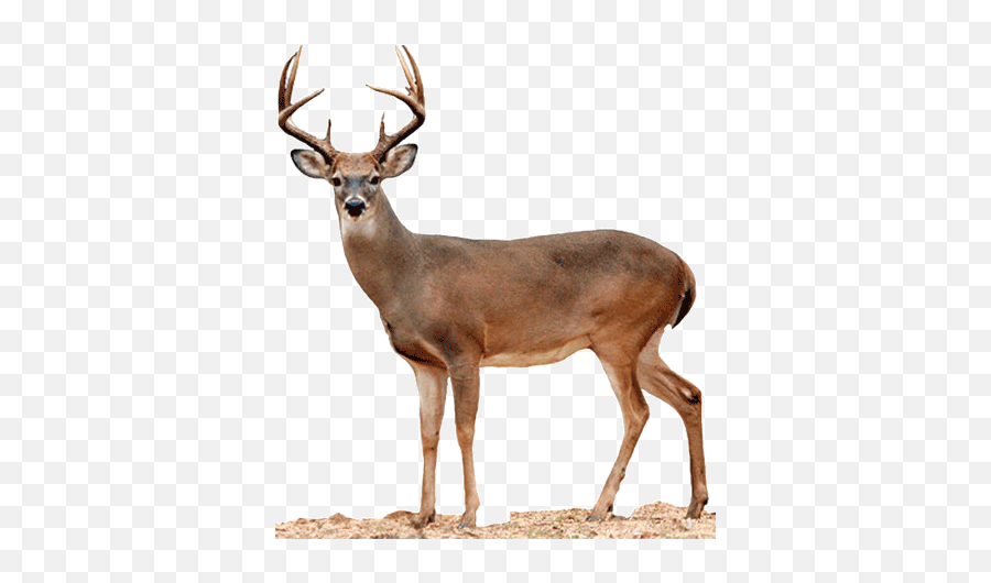 Stag Vector White Tailed Deer - Buck Deer No Background Emoji,Whitetail Deer Emoji