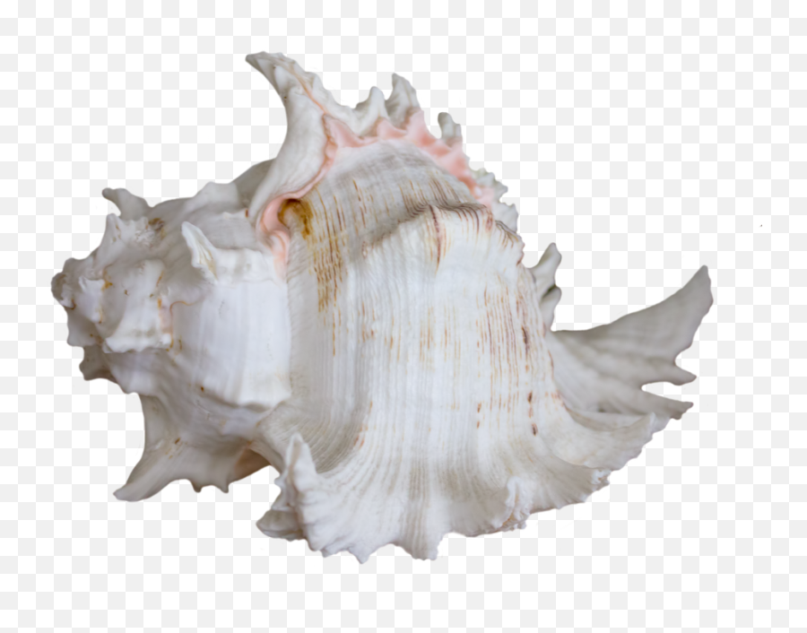 Seashell Shell Sea - Kerang Laut Png Emoji,Conch Shell Emoji