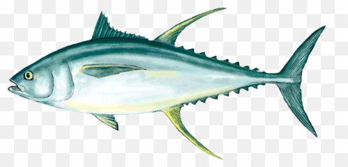 Download Ahi Tuna Png Clipart - Clipart Tuna Fish Png Emoji,Fish Emoji Transparent