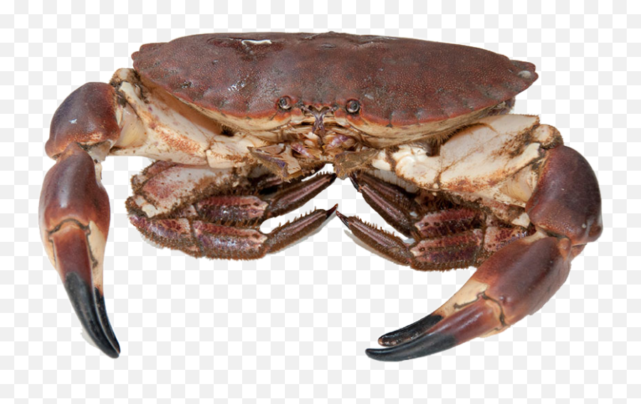 Crab Freetoedit Sticker - Dungeness Crab Emoji,Crab Emoji Meme