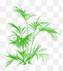 Kentia Palm Artificial 5 Ft Uk - Palmera Palmito De Interior Cuidados Emoji,Bamboo Emoji