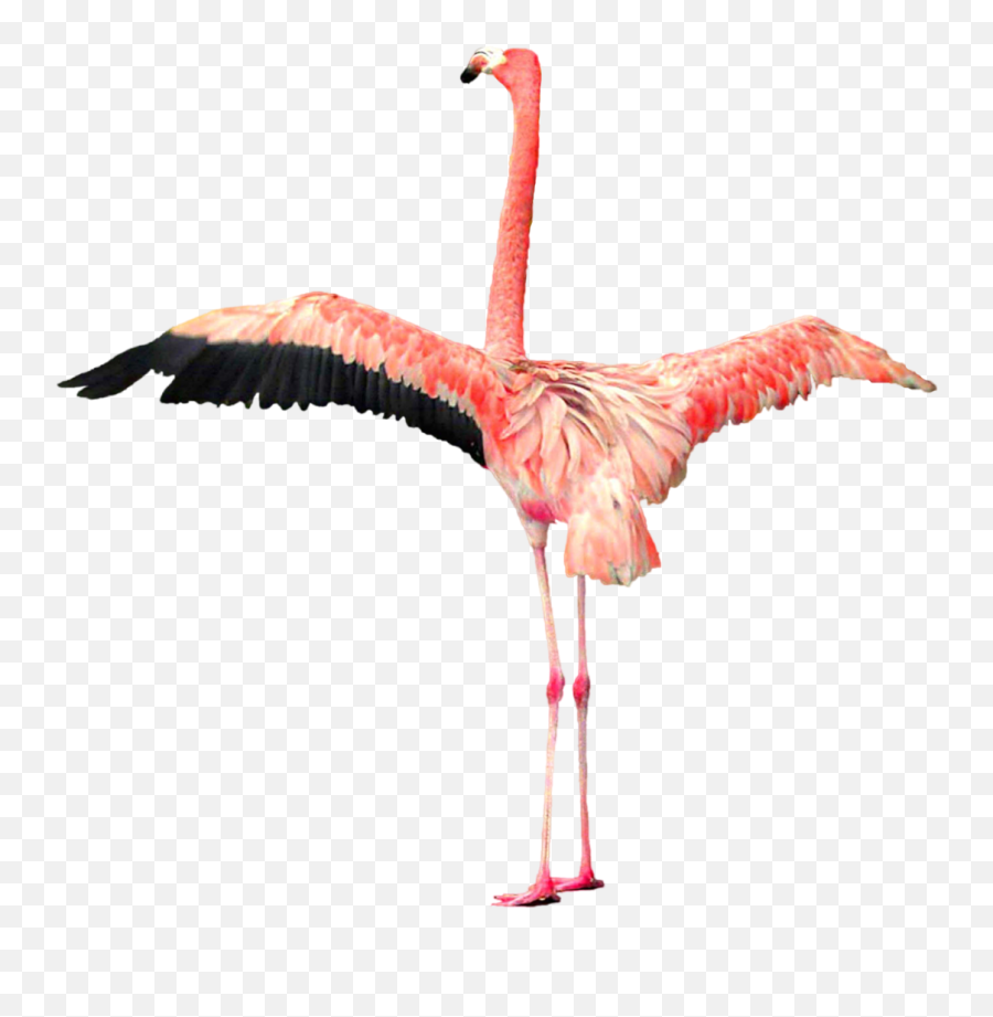 Flamingo Download Png Hq Png Image - Flamingo Wings Spread Drawing Emoji,Flamingo Emoji For Iphone