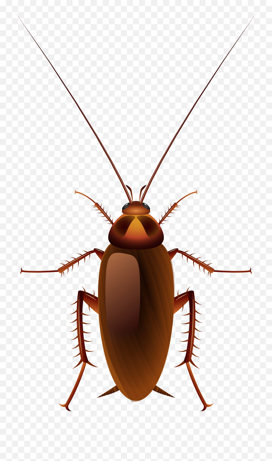 Roach Drawing Biology Transparent Png - Cockroach Cartoon Png Emoji,Roach Emoji
