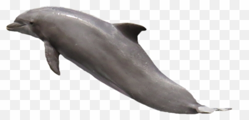Free Pinball Dolphin Images - Dolphin Transparent Png Emoji,Hippie Emoticon