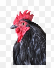 Rooster - Rooster Emoji,Rooster Emoji