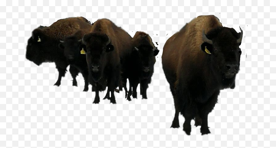 Buffalo - Herd Emoji,Buffalo Emoji