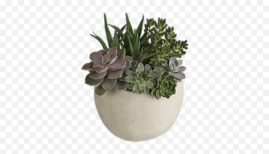 Succulents Transparent - Succulent Plant Transparent Emoji,Succulent Emoji