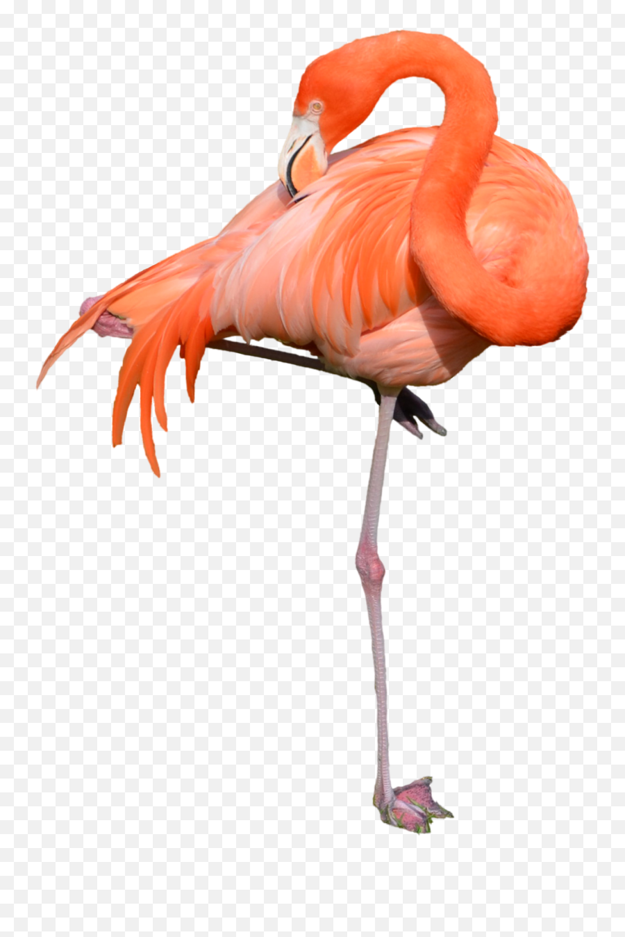 Flamingo Free Download Png Hq Png Image - Flamingo Png Emoji,Flamingo Emoji For Iphone