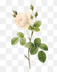 Free White Rose Transparent Download - Transparent Background Flower Illustration Png Emoji,White Rose Emoji