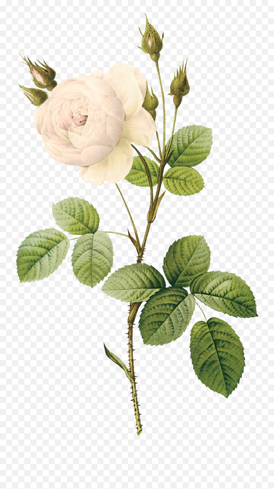 Free White Rose Transparent Download - Transparent Background Flower Illustration Png Emoji,White Rose Emoji