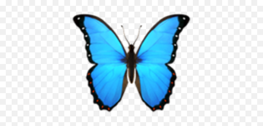 Butterfly Emoji Blue Butterflys Iphone Imoji Applemoji - Apple Emoji Schmetterling,Butterfly Emoji