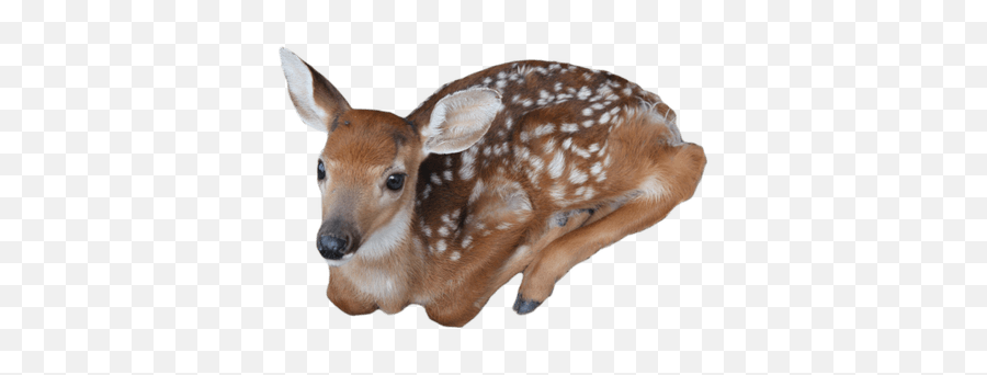 Search Results For Baby Png - Baby Deer Transparent Emoji,Whitetail Deer Emoji