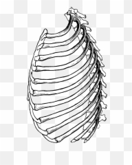 Rib Cage - Animal Drawings Emoji