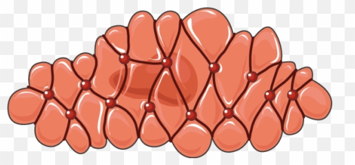 Download Muscle - Smooth Clipart PNG Image with No Png Emoji