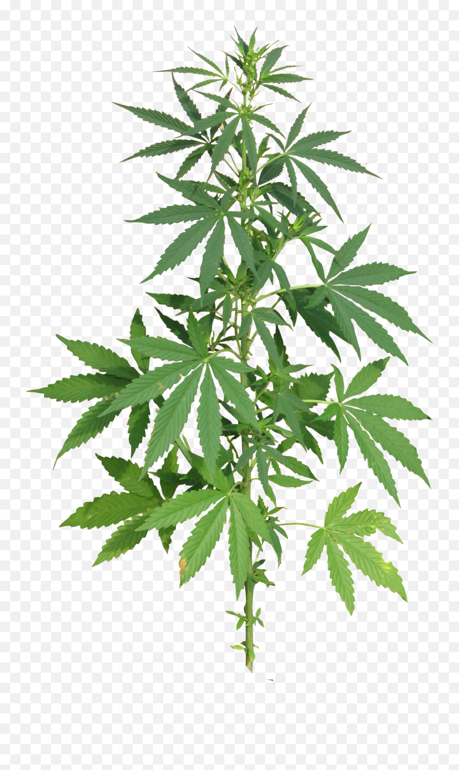 Cannabis Pot Leaf Png - Marijuana Plant Png Emoji,Pot Leaf Emoji