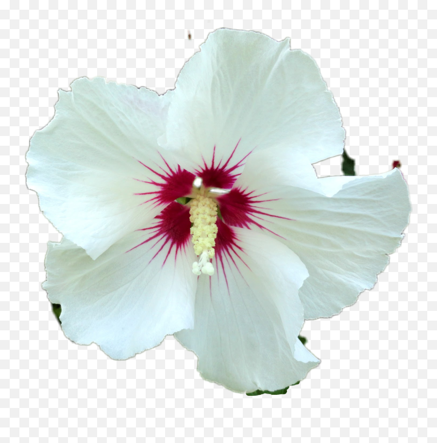 White Rose Of Sharon Enj - Hawaiian Hibiscus Emoji,White Rose Emoji