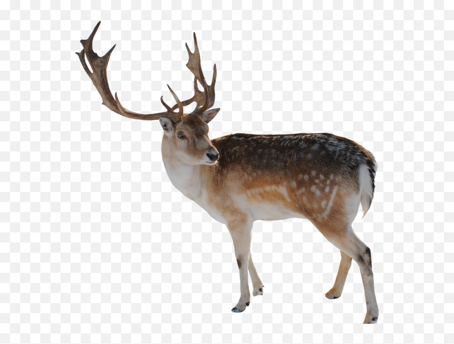 Reindeer - Dank Rudolph The Red Nosed Reindeer Emoji,Whitetail Deer Emoji
