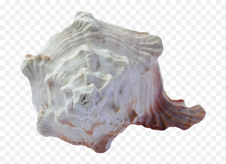 Sea Shells Ocean - Seashell Emoji,Conch Shell Emoji