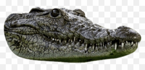 Trending Alligator Stickers - American Crocodile Emoji,Alligator Emoji