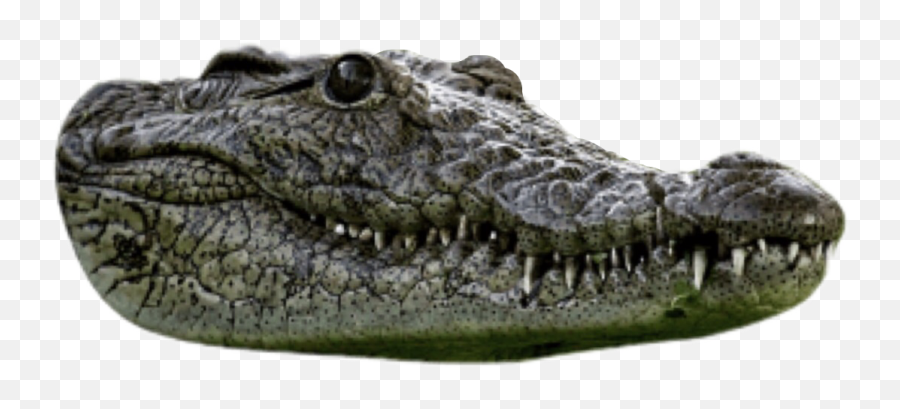 Trending Alligator Stickers - American Crocodile Emoji,Alligator Emoji