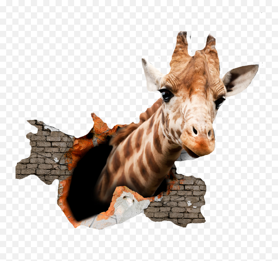 Popular And Trending - Giraffe Png Emoji,Giraffeemoji.com