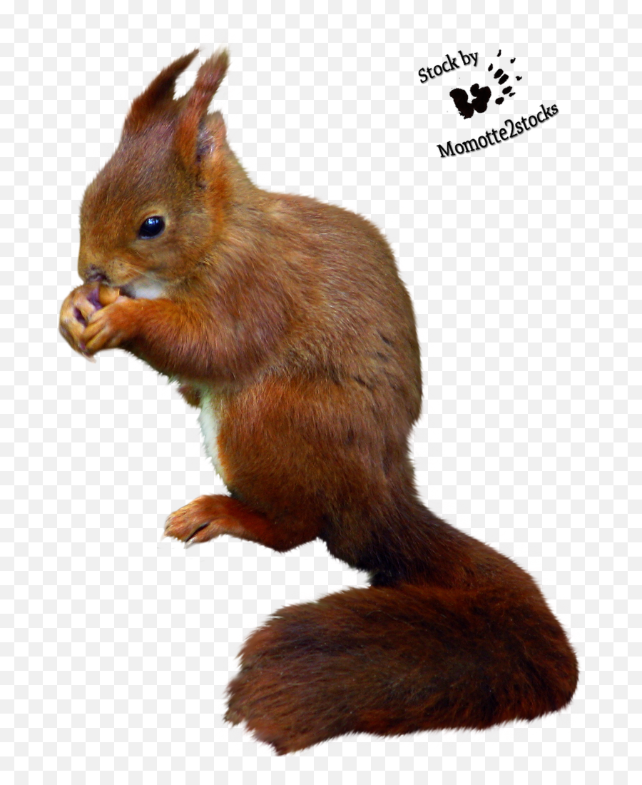 Cut - Imagen Ardilla Fondo Transparente Emoji,Squirrel Emoji