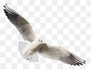Seagull Seagulls Trend Polyvore Sticker - Gull Emoji,Seagull Emoji