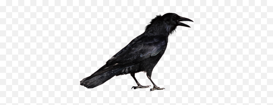 Raven Simple 11 - Crow Hopping Gif Emoji,Raven Bird Emoji