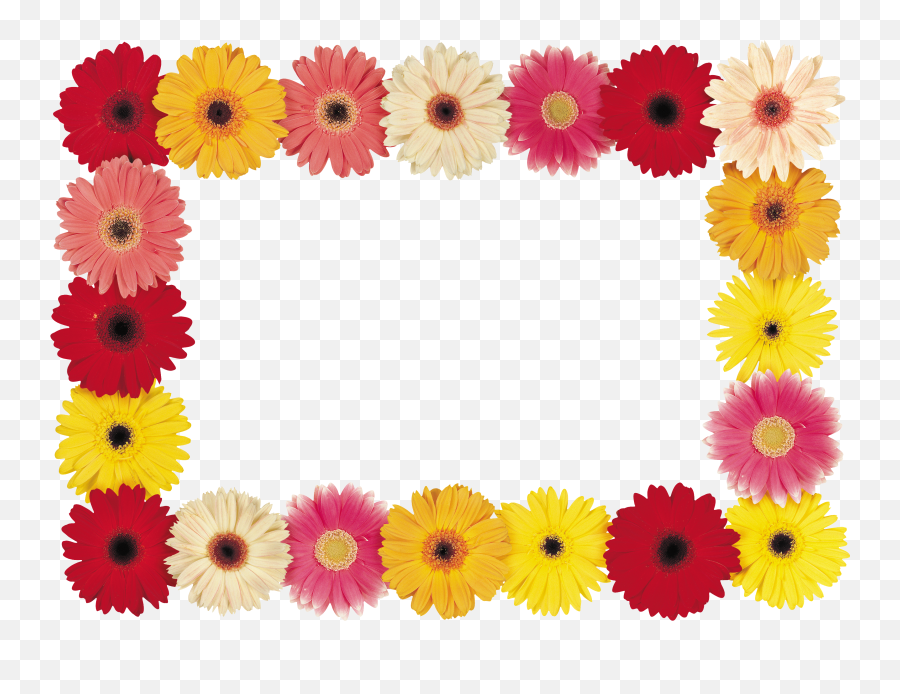 Floral Frame Png - Barberton Daisy Emoji,Japanese Emoji Flower
