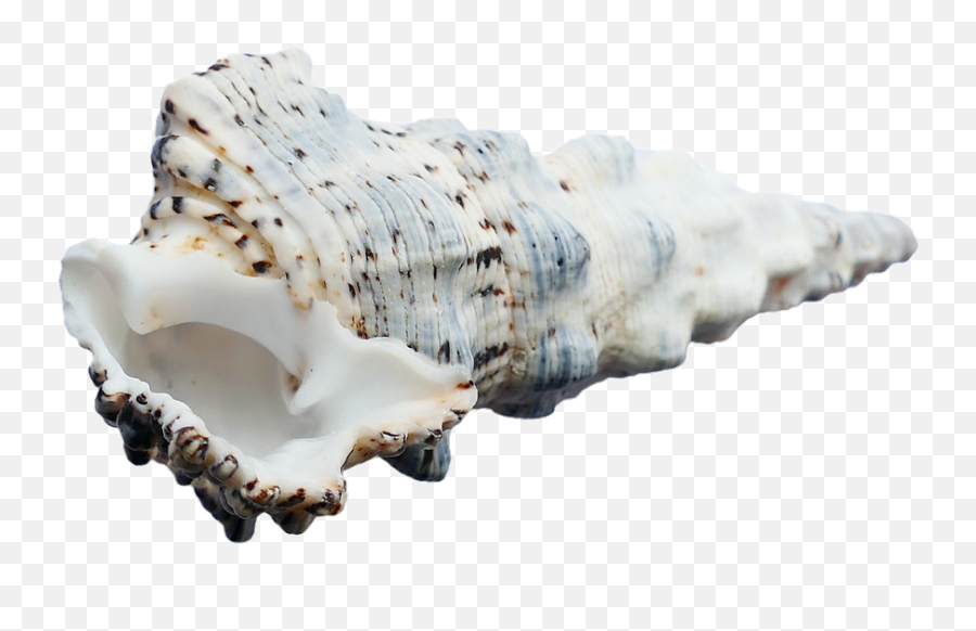 Sea Shells Ocean - Seashell Emoji,Conch Shell Emoji