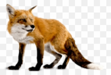 Download Thumb Image - Fox Png Transparent uokplrs Background Emoji