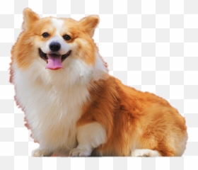 Dog Pup Doggo Pupper Sticker - Pembroke Welsh Corgi Emoji,Pup Emoji