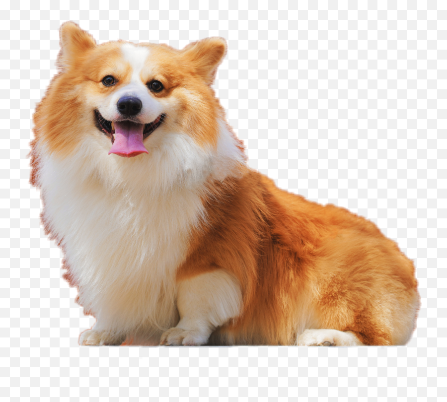 Dog Pup Doggo Pupper Sticker - Pembroke Welsh Corgi Emoji,Pup Emoji