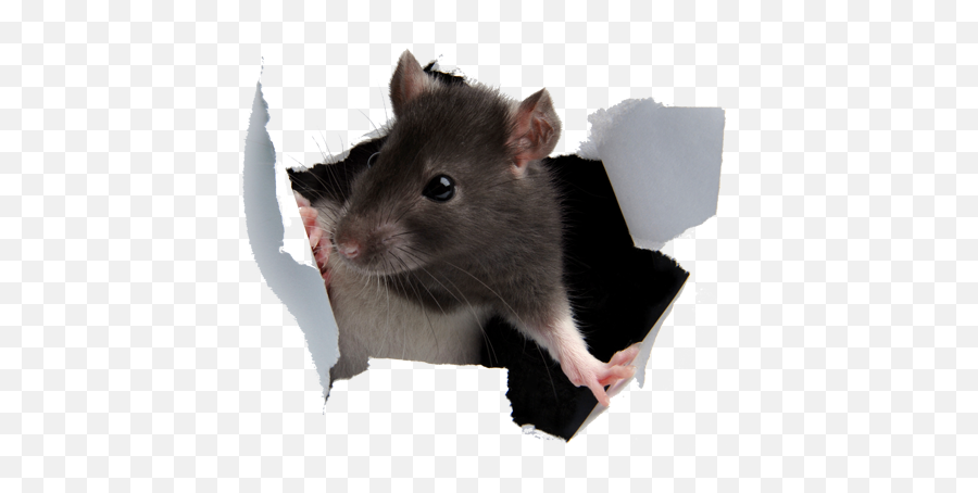 Collection Of Free Rat Transparent Aesthetic - Rat Breaking Through Wall Emoji,Rat Emoji
