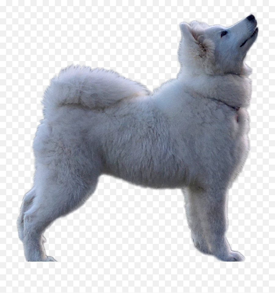 Samoyed Png - Samoyed Emoji,Barking Dog Emoji