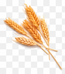 Ftestickers Wheat Autumn Fall Fallharvest - Wheat Plant Emoji,Wheat Emoji