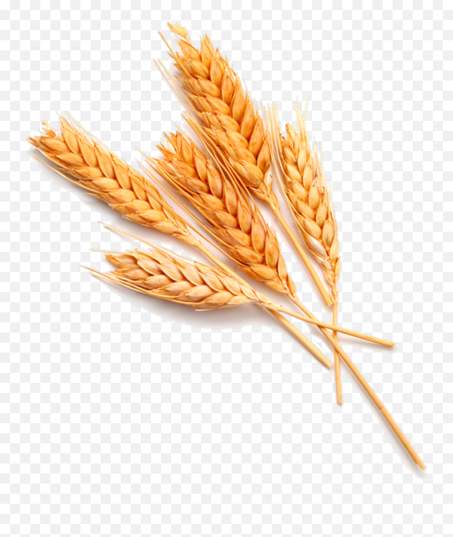 Ftestickers Wheat Autumn Fall Fallharvest - Wheat Plant Emoji,Wheat Emoji