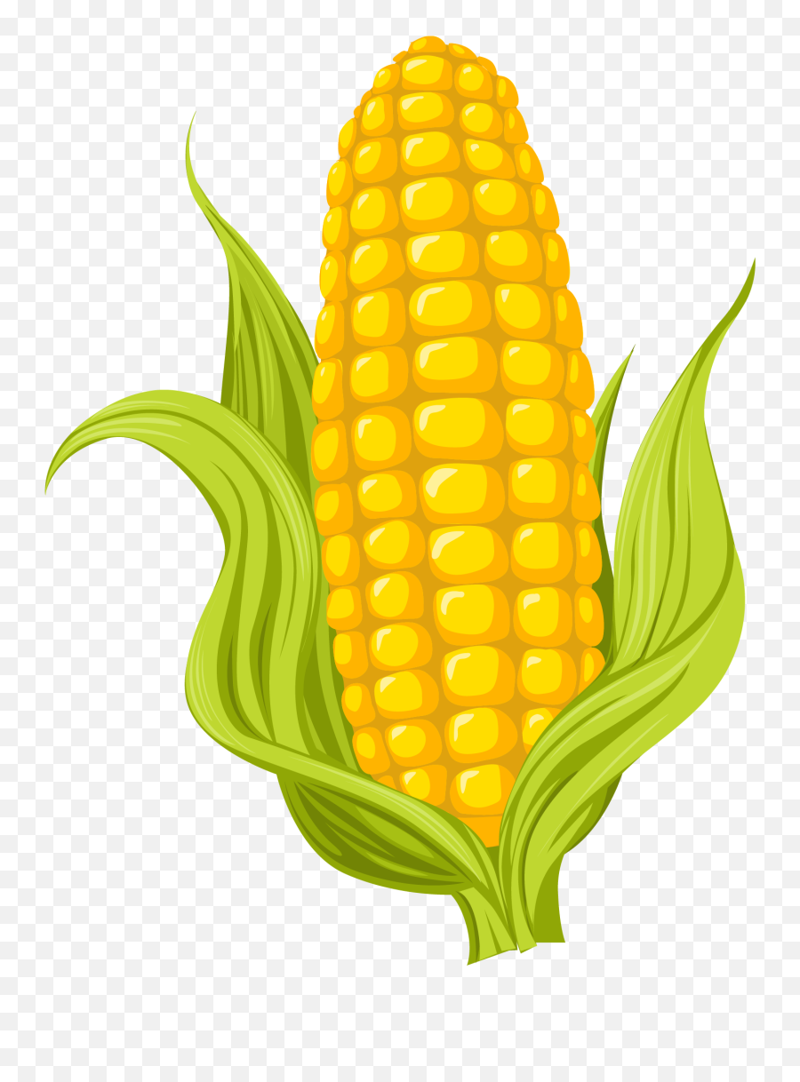 Maize Drawing Photography - Corn Drawing Hd Png Download Corn Icon Png Emoji,Hijab Emoji Download