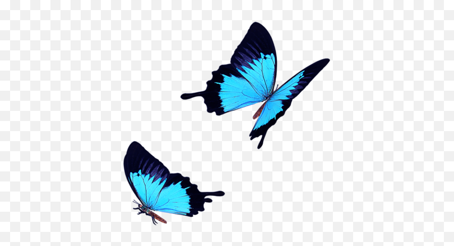 Butterfly Icon - Light Blue Butterfly Fly Png Download 600 Blue Butterfly Png Free Emoji,Blue Butterfly Emoji