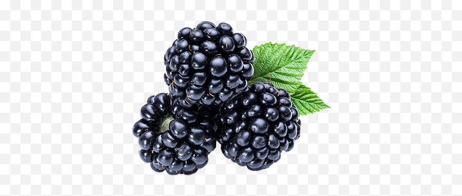 Blackberry Png - Blackberries Transparent Background Emoji,Member Berry Emoji