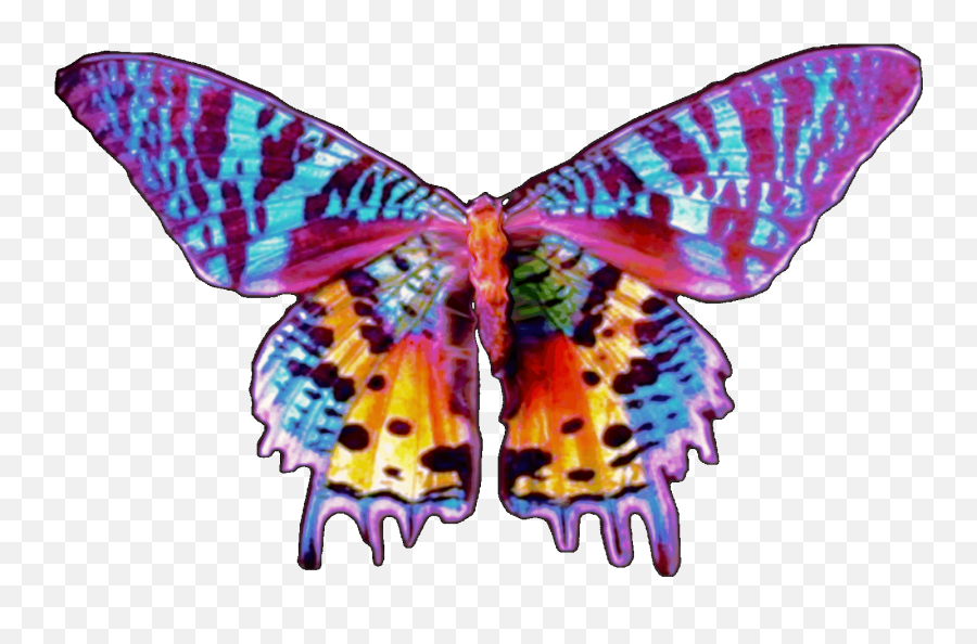 Freetoedit Butterfly Moth Giphy - 20 Most Beautiful Animals In The World Emoji,Moth Emoji