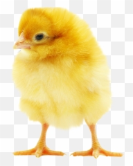 Chick Png Transparent Chick - Baby Chicken Transparent Background Emoji,Chick Emoji