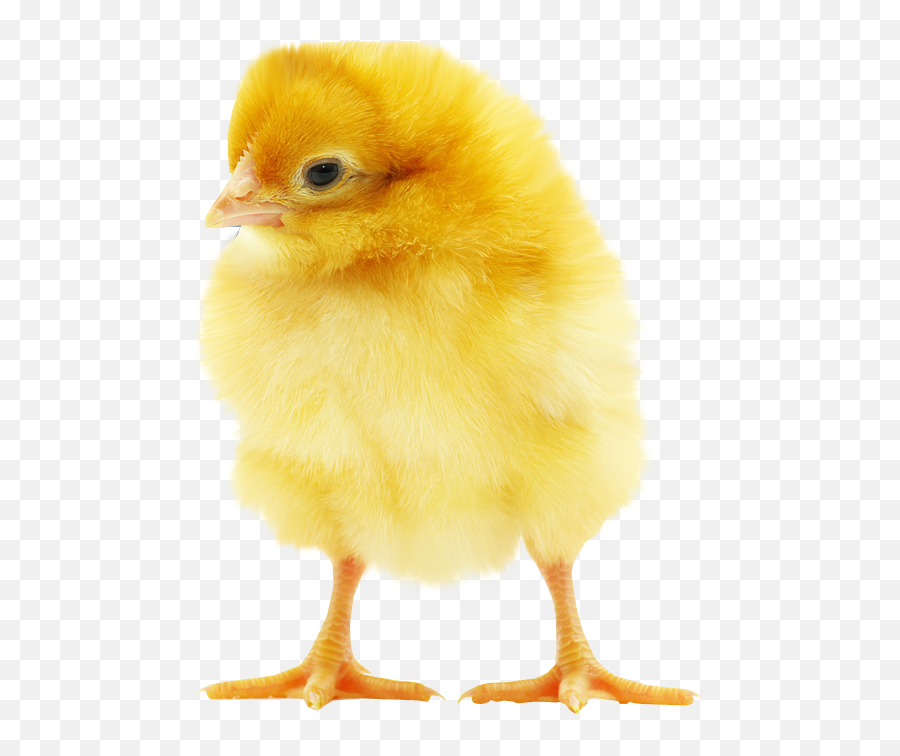 Chick Png Transparent Chick - Baby Chicken Transparent Background Emoji,Chick Emoji