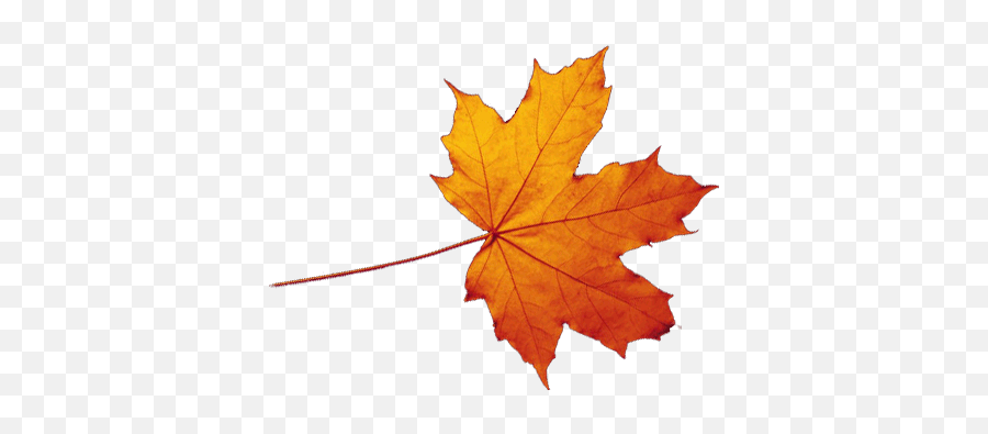 Leaf Mapleleaf - Transparent Autumn Leaf Emoji,Maple Leaf Emoji