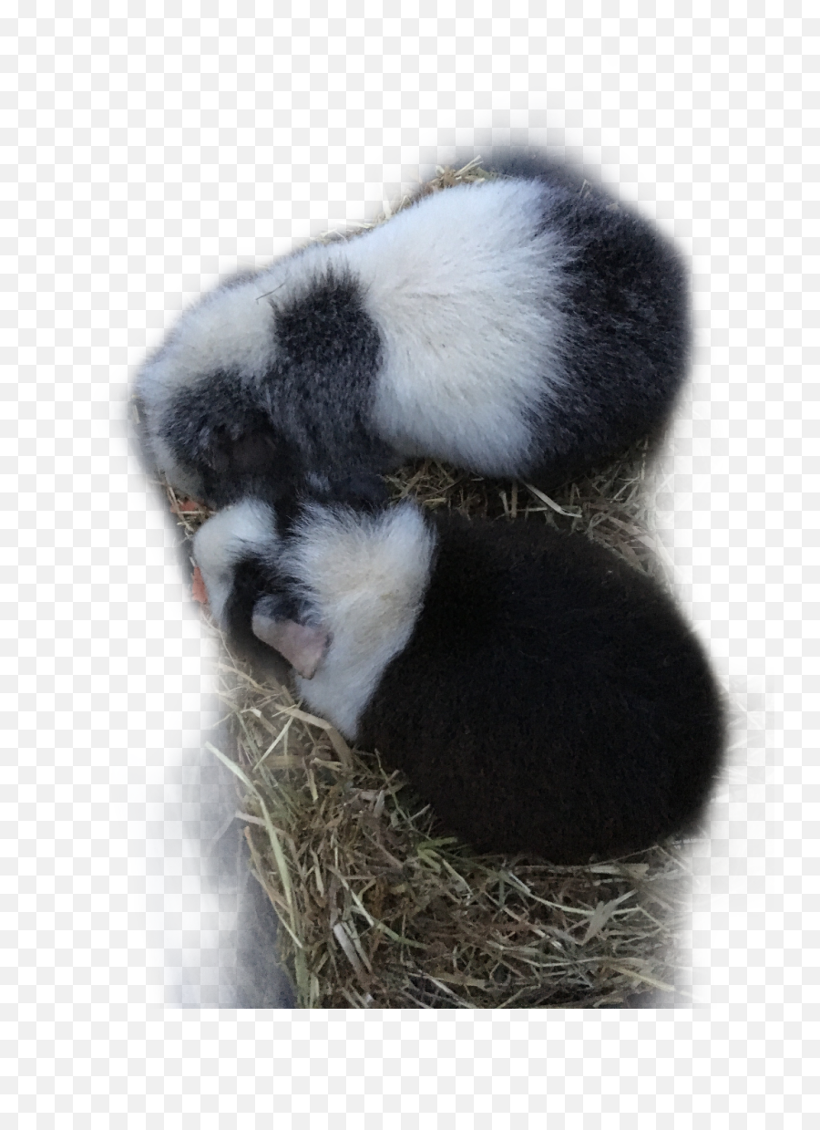 Pet Haustier Meeri Meerli Meerschweinchen Meerschwein - Colobus Emoji,Twin Emoji