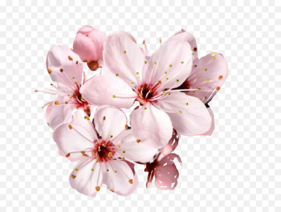 Cherry Blossom Petals Falling Png - Beautiful Happy Birthday Mom Emoji,Sakura Emoji