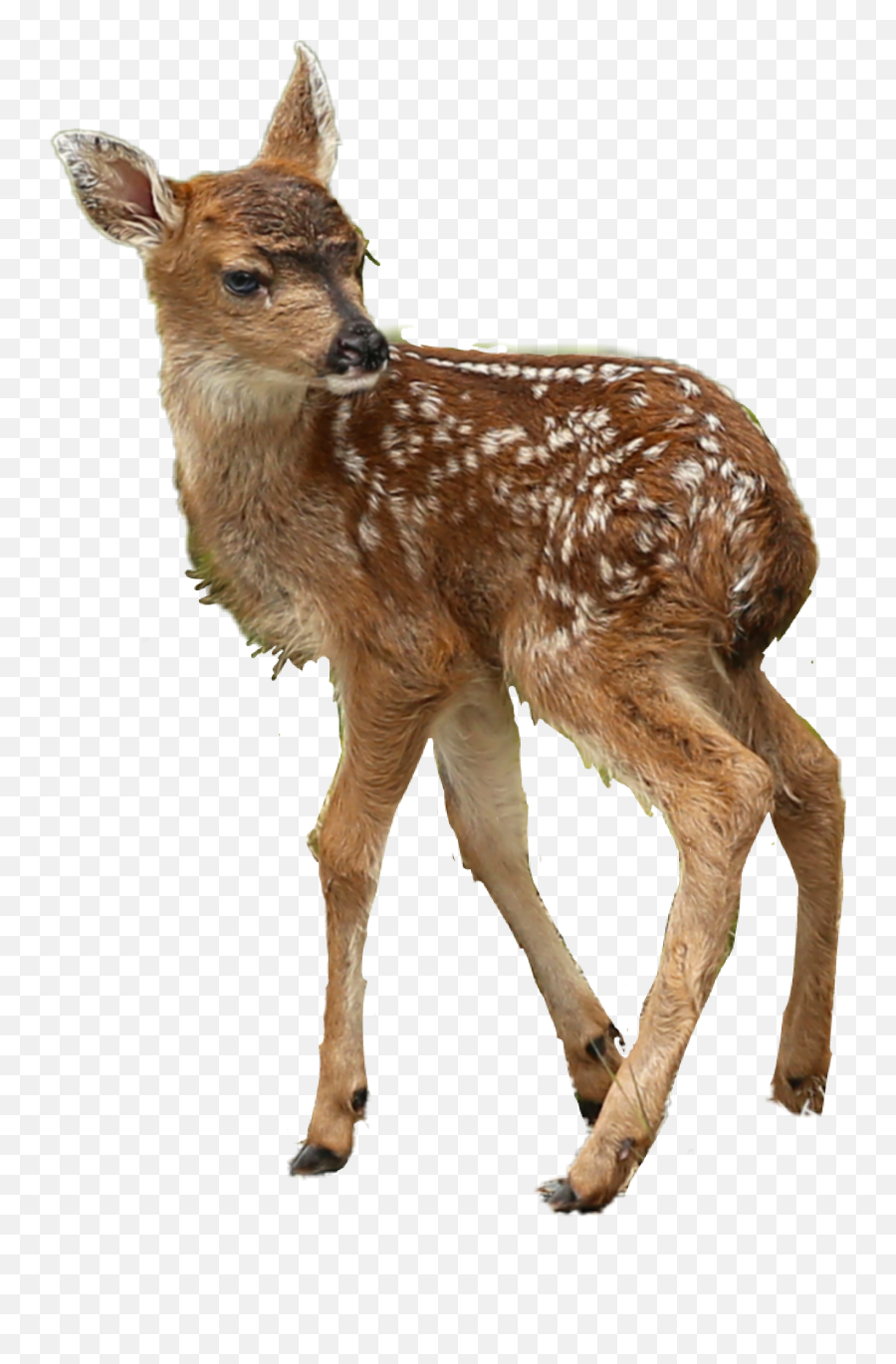 Deer Fawn - Deer Emoji,Whitetail Deer Emoji