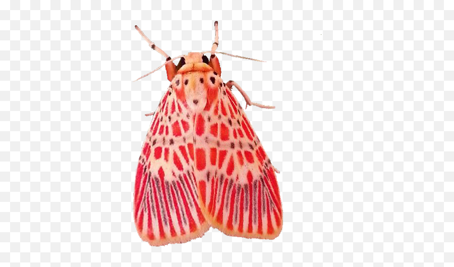 Moth Moths Insect Insects Cottagecore - Grammia Virgo Emoji,Moth Emoji