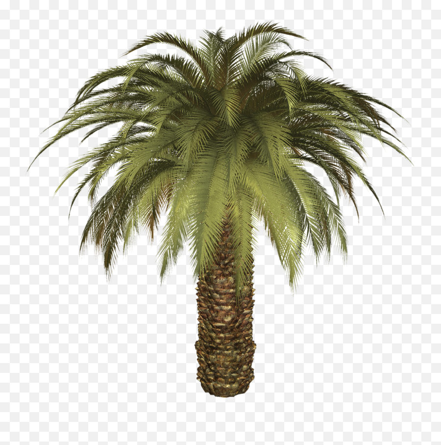 Palm Tree Image Png 43058 - Free Icons And Png Backgrounds Small Palm Tree Png Emoji,Palm Tree Emoji Png