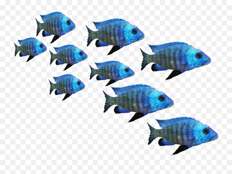 Download Fish Fish Swarm Perch Sea Lake Water Nature - Fish In Sea Png Emoji,Fish Emoji Transparent